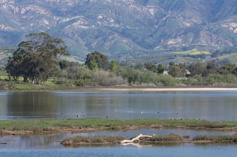 Goleta Mountains new growth